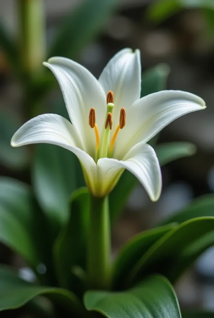igg001 1.0