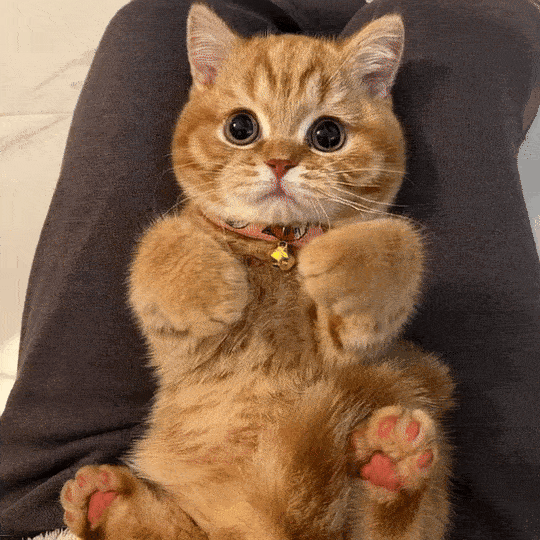 從你的寵物那裡說「嗨」