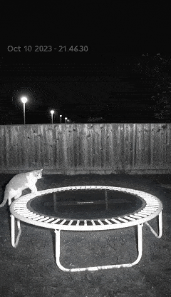 Generador de videos de trampolín con IA: crea videos de vigilancia falsos realistas