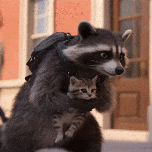 Il procione che ruba i cuccioli