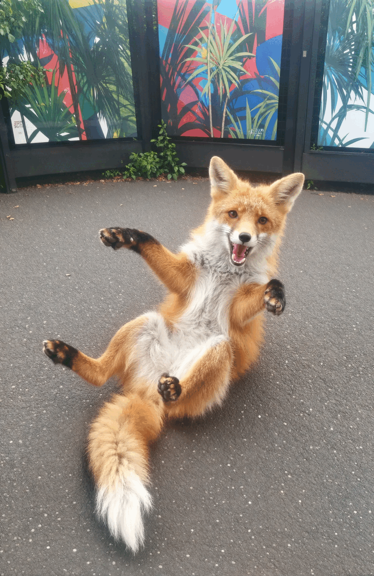 恥じらいのない動物