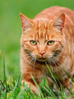 Kalbi Olan AI Bölünmesi