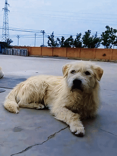 Evcil Hayvan Röportajı