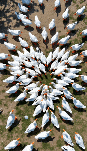 動物を組み合わせて愛の形を作る