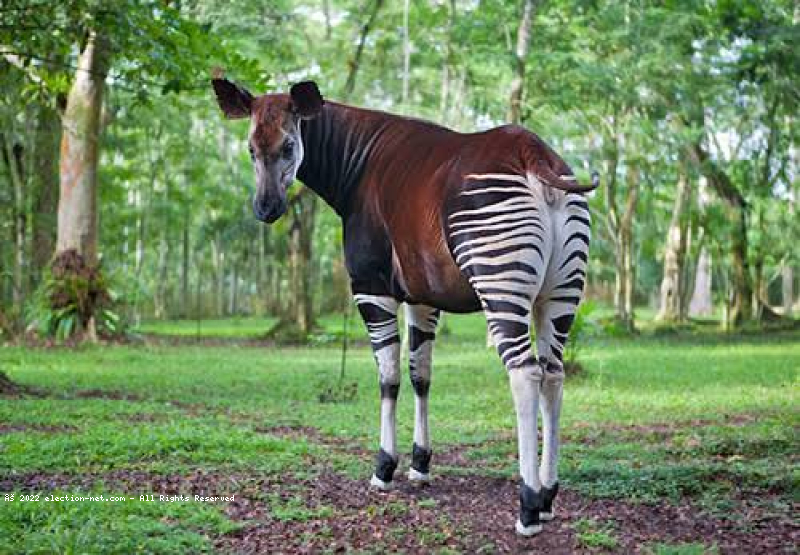 Okapi gallops