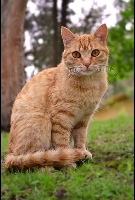 Menjadi pasir yang terurai