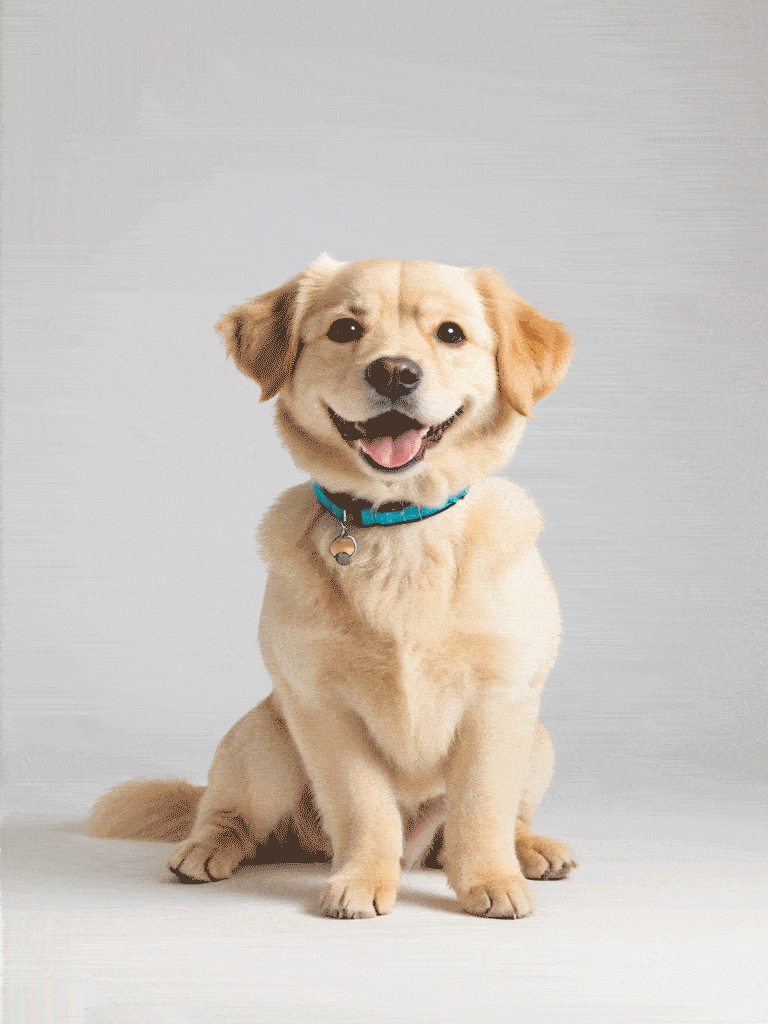 ผ่าตัดสัตว์เลี้ยงของคุณ