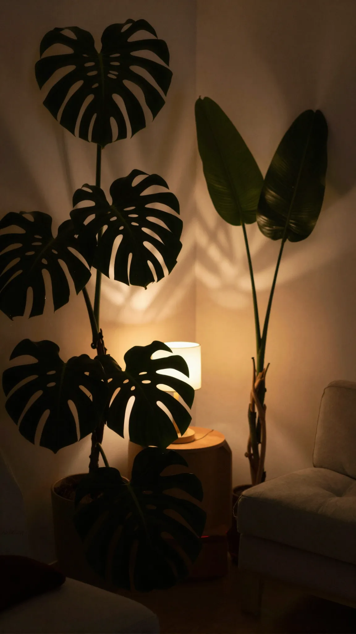 # Растения в доме - Уютный уголок: свет и тень 🌿✨