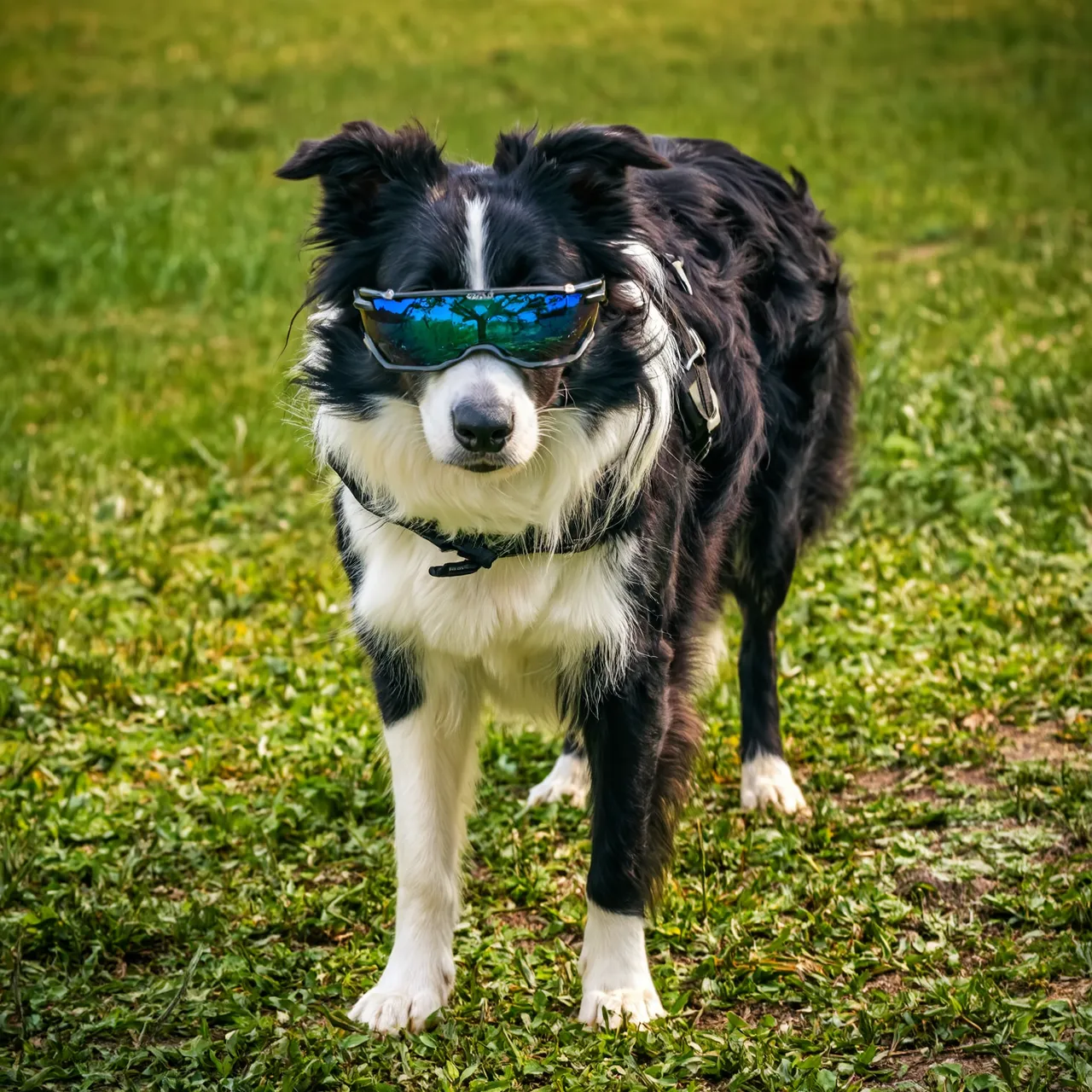 High-Quality Animal Portrait Generator