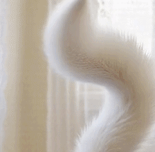 Video: 8s Wagging Tail