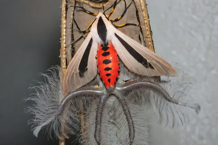 (masterpiece, best quality:1.2), ultra-detailed, (forest:1.5) EdobCreatonotosGangis moth, (realistic:1.5), <lora:EdobCreatonotosGangis_v1.2:0.8>