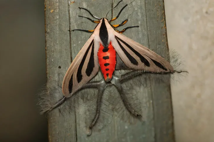 (masterpiece, best quality:1.2), ultra-detailed, (forest:1.5) EdobCreatonotosGangis moth, (realistic:1.5), <lora:EdobCreatonotosGangis_v1.2:0.8>