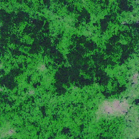 MapSatimageEU, forest