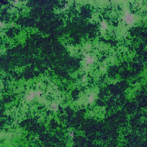 MapSatimageEU, forest