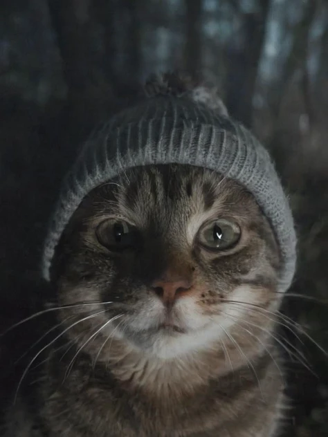 night, bwp-face, close up of a scared and crying cat wearing a grey beanie looking into camera, movie, cinematic, deep shadows, dark forest, film grain, (nighttime:1.3),  <lora:- SDXL - n-eeyblch_eye_bleach_V1.0:.2> <lora:- SDXL - bwp_blair_witch_project1999_V1.0:1>