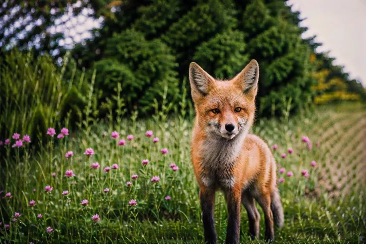 <lora:animals-HXZ:0.75>polar animals, animals, no humans, realistic, flower, blurry, outdoors,arctic fox,roarumber,iridescent,