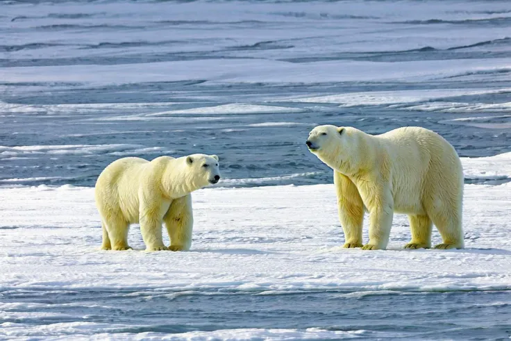 <lora:animals-HXZ:0.7>polar animals, animals, polar bearfields,bisque,
