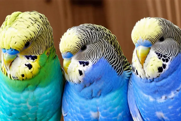 (masterpiece, best quality:1.2), ultra-detailed, EdobBudgies (three parakeets:1.2), (realistic:1.5), <lora:EdobBudgies_v1.0:1>