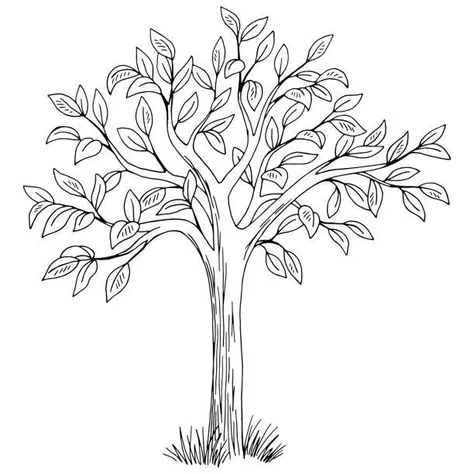 Input Image