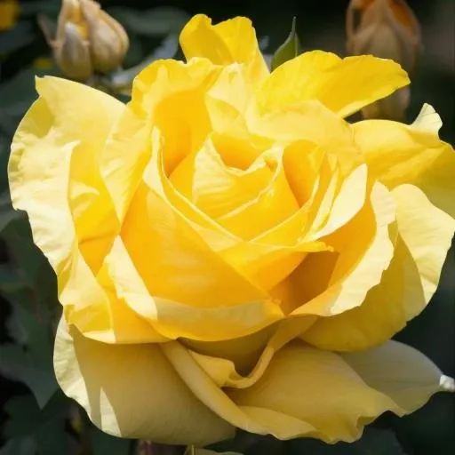 yellow rose,raw of photo,best quality,masterpiece,highres,4k,8k,a girl,surrounded by blooming flowers,bright sunshine,<lora:myyardflower3.0-000020:0.3>,