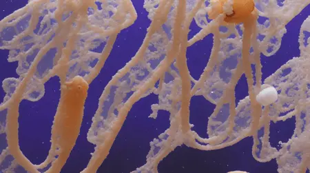 JWST masterpiece, best quality, Jellyfish, darkness in the space, magnificent artwork, bright blue and purple colour tones, cinematic, 4K, cropped image, (closeup:1.4)