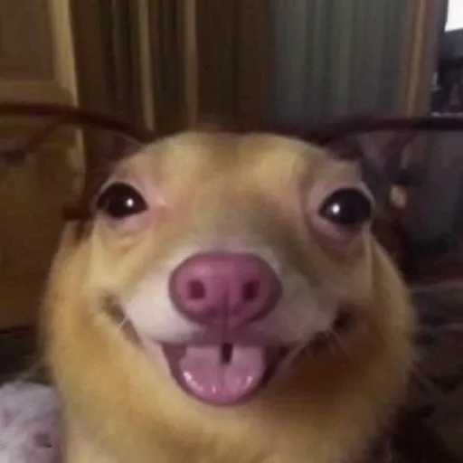 (frg), bullshit, very dank material, dankest, high quality, sharp <lora:frg:1.45>, nonsense, dumb dog
