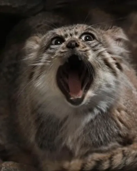manul pallas cat mouth open weirog <lora:weirogs_del:1> <lora:Manul:1>