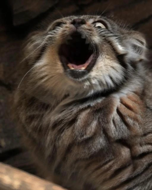 manul pallas cat mouth open weirog <lora:weirogs_del:1> <lora:Manul:1>