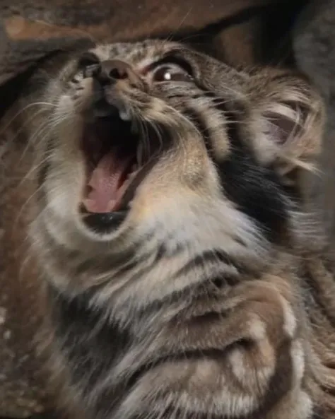 manul pallas cat mouth open weirog <lora:weirogs_del:1> <lora:Manul:1>