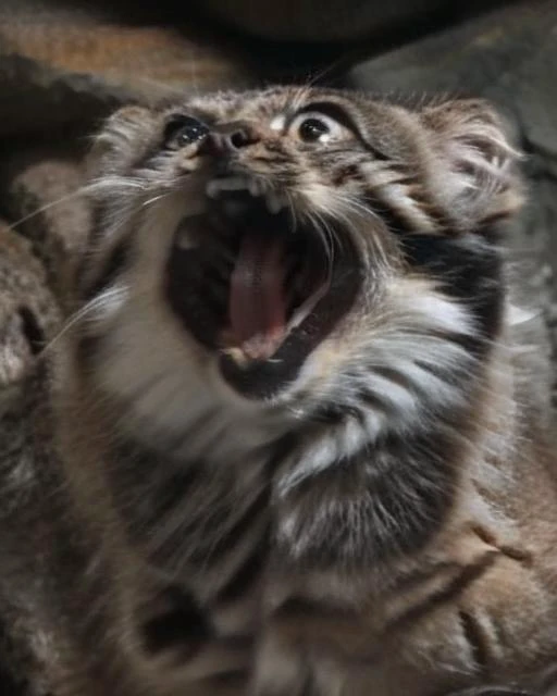 manul pallas cat mouth open weirog <lora:weirogs_del:1> <lora:Manul:1>