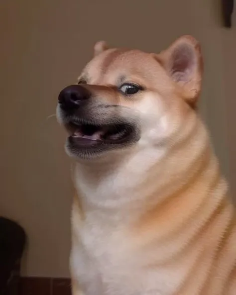 cinematic fisheye closeup of a shiba inu dog weirog <lora:weirogs_del:.85> <lora:Cheems_50_2-000001:1> grinning