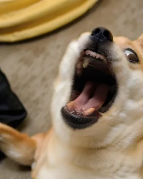 There's a dog that's sitting on a couch with a person, olhar horrorizado em seus olhos, is looking at the camera, looks into the camera, winking at the camera, large eyes and menacing smile, looking defiantly at the camera, cara boba fofa, looking-into-camera, muito bobo olhando, screaming at the camera