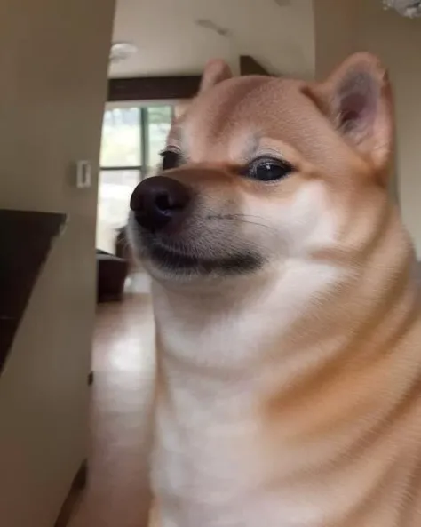 cinematic fisheye closeup of a shiba inu dog weirog <lora:weirogs_del:.85> <lora:Cheems_50_2-000001:1>