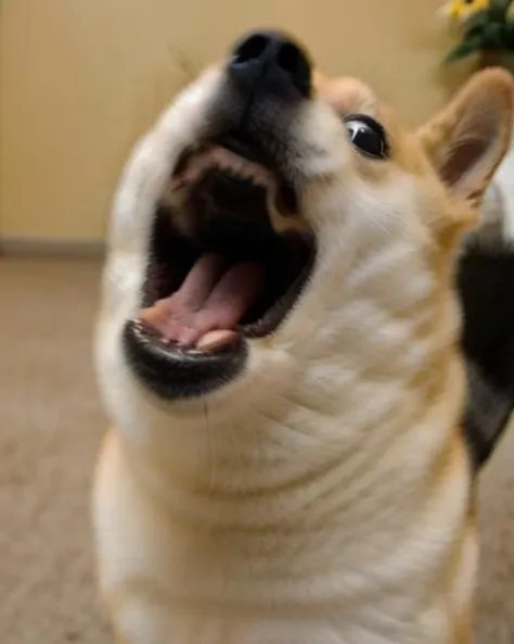 cinematic fisheye closeup of a shiba inu dog weirog mouth open screaming <lora:weirogs_del:.85> snarling <lora:Doge_mnty_merge60_30:1>