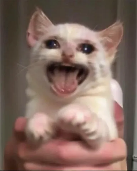 a white kitten  open mouth weirog  crying sad  <lora:weirogs_del:1> <lora:sadcatmeme:1>