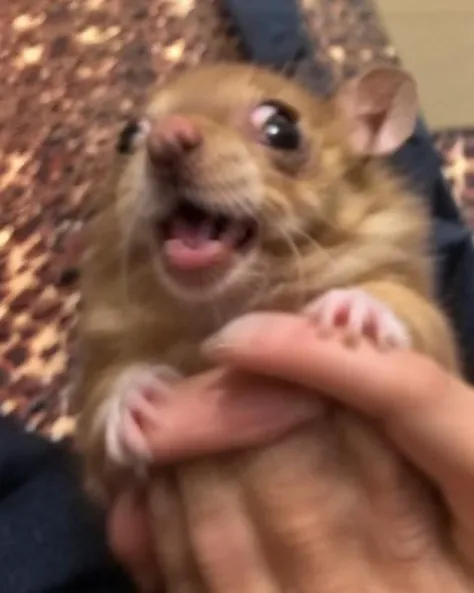 close up a hamster weirog <lora:weirogs_del:1>