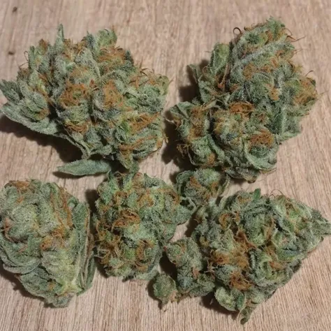 weed sativa [ ,dramatic composition, tasty, smelly, sticky, best quality, 8k, masterpiece ,beautiful leaves]