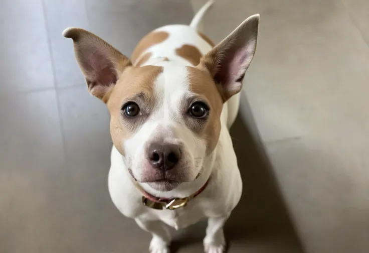dark fawn and white American Staffordshire Terrier mixed with Australian cattle dog , smiling, happy, looking at camera , highly detailed high quality photo , cleopatra eyeliner eyes , black nose, symmetrical fur pattern, black eyes