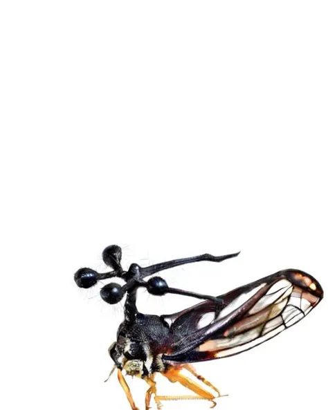 (masterpiece, best quality, high quality,:1.2), <lora:Bocydium_tintinnabuliferum_v1:0.8>, a large insect with a long antennae and a long tail, standing on a white surface with a white background, simple_background, solo, white_background, tintinnabulum, black_ball