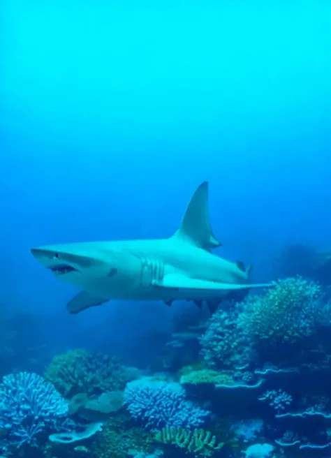A shark. The shark is near a coral reef. It's looking directly at the camera.