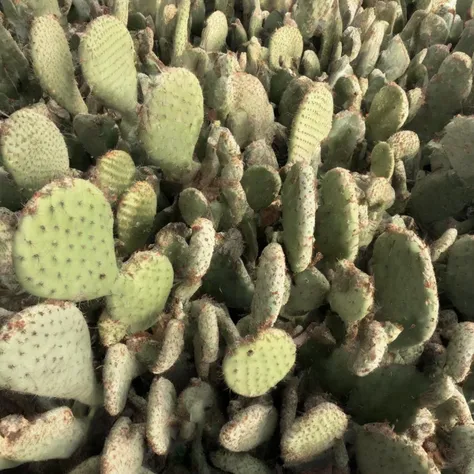 <lora:SDXL_cactus_texture_Sa_May:1> cacti