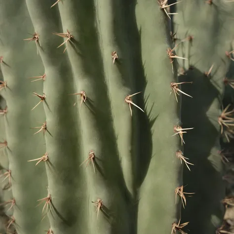 <lora:SDXL_cactus_texture:1> part of cactus