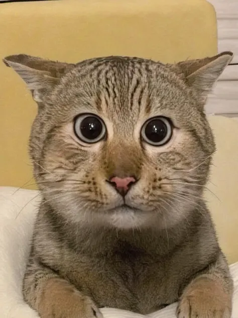 Funny emoticons, animal, <lora:mmm01:0.8>