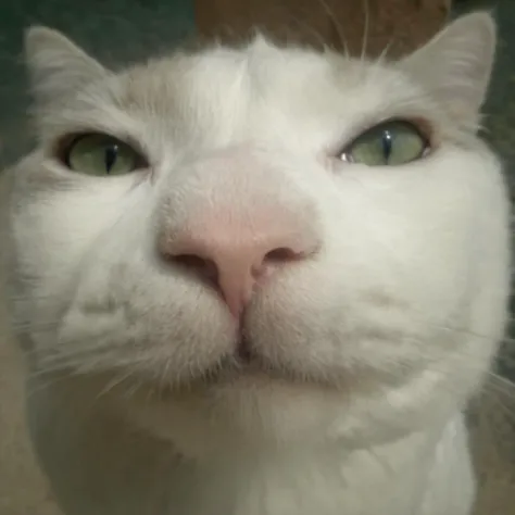 white cat looking at the camera closely, fish-eye lens, best quality, masterpiece,