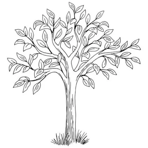 Input Image