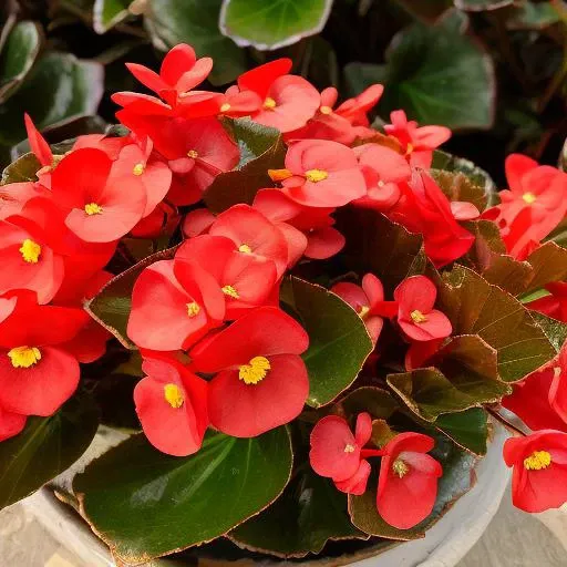 Begonia Cucullata,flower,no human,
best quality,highres,masterpiece,<lora:SD Begonia Cucullata-000009:0.5>,