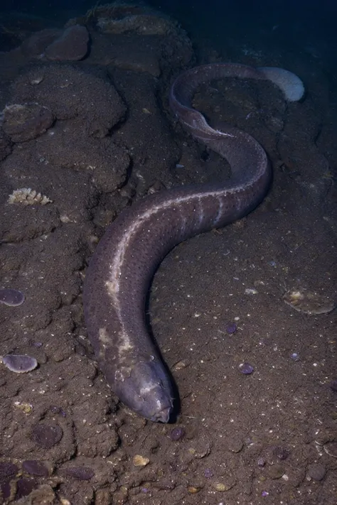 cursed images, ocean, seafloor, <lora:cursed images:0.6> <lora:Eptatretus_okinoseanus_v1:0.6>, Eptatretus, burgeri, purple Hagfish,, <lora:epiCRealismHelper:1> <lora:epiNoiseoffset_v2Pynoise:1>