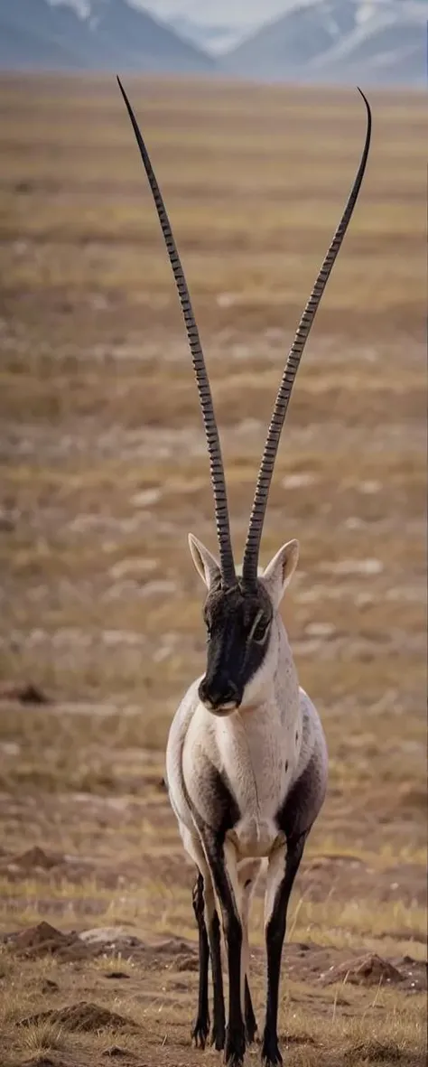 photo of small tibet antelope, solo, alone, (long horns:1.3)
<lora:tibet_antelope_v1-000015:0.67>