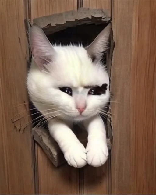 Johnny sadcatmeme, broken wall|door, :d, face only <lora:HereIsJohnny:1> <lora:SadCatMeme_V10:1>