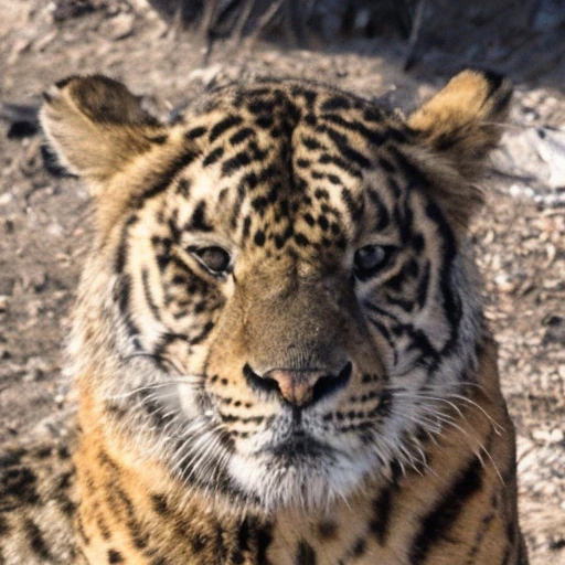 a photo of a wild animal